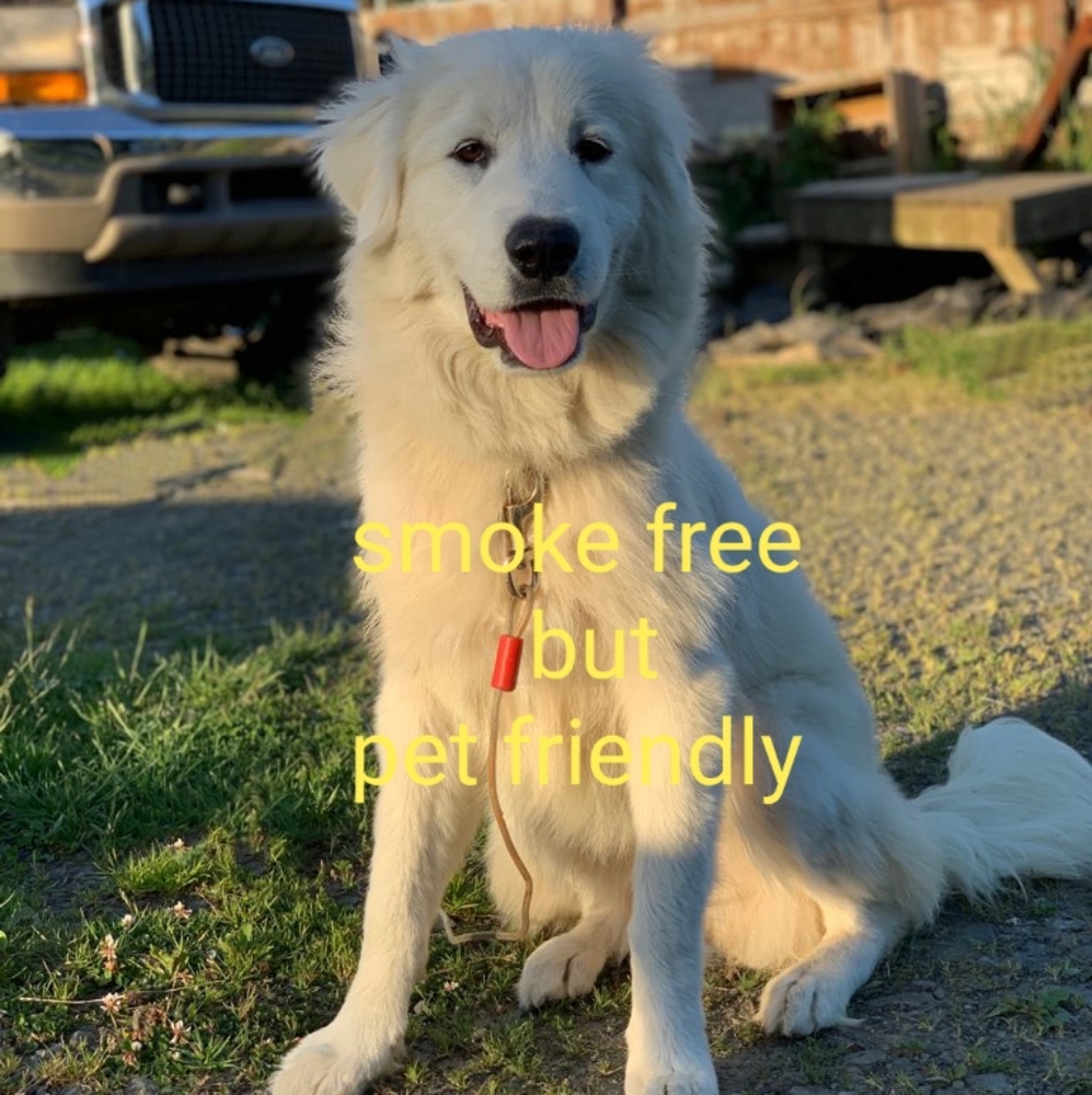 Non smoking but pet friendly home